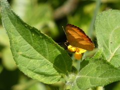 Tegosa pastazena