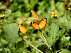 Tegosa pastazena