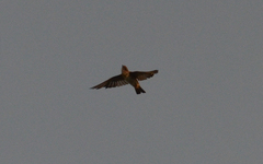 Petrochelidon fulva