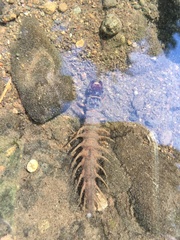 Orohermes crepusculus