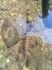 Orohermes crepusculus