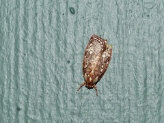 Euchaetis metallota