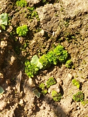 Sphaerocarpos
