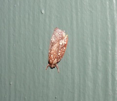 Euchaetis metallota