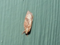 Euchaetis metallota