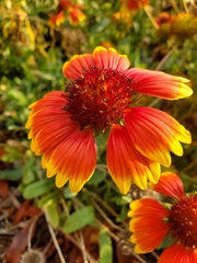 Gaillardia × grandiflora