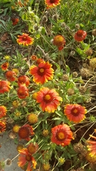 Gaillardia × grandiflora
