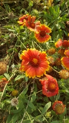 Gaillardia × grandiflora