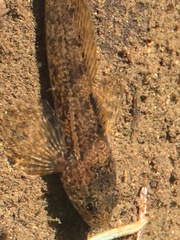 Cottus bairdii