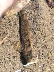 Cottus bairdii