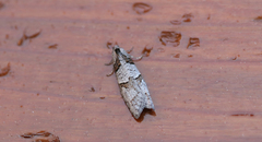 Decodes macdunnoughi