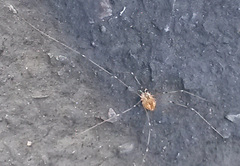 Leuronychus pacificus