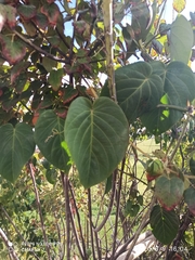 Passiflora ligularis