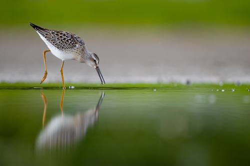 Stilt Sandpiper