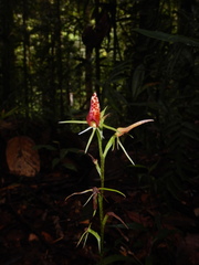 Cryptostylis acutata