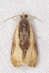 Olethreutes nigranum