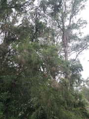 Baeckea linifolia