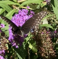 Papilio polyxenes