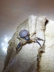 Xysticus