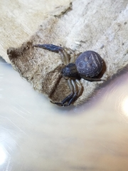 Xysticus