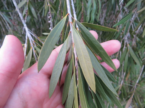 weeping bottlebrush