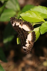Euptera kinugnana kinugnana