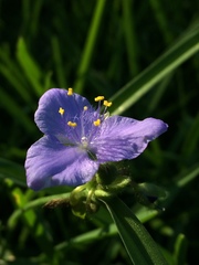 Tradescantia subaspera