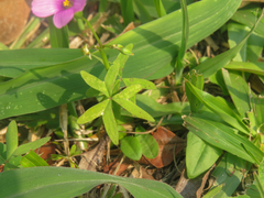Oxalis bipartita