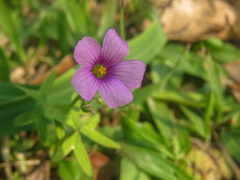 Oxalis bipartita