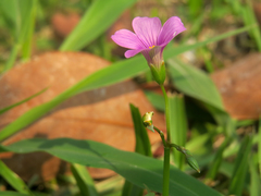 Oxalis bipartita