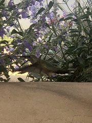 Selasphorus platycercus