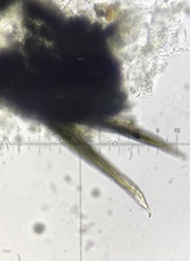 Podospora anserina