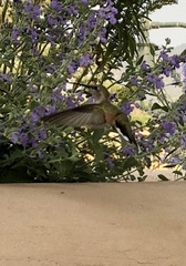 Selasphorus platycercus