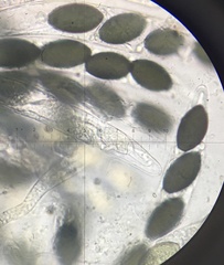 Podospora anserina
