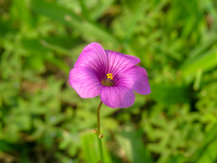 Oxalis bipartita