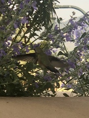 Selasphorus platycercus