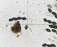 Podospora anserina