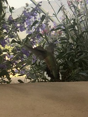 Selasphorus platycercus