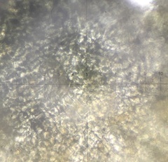 Podospora anserina