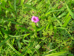 Oxalis bipartita