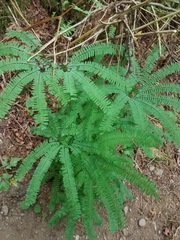 Adiantum aleuticum aleuticum