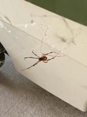 Latrodectus geometricus