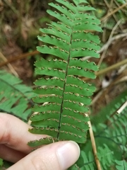 Adiantum aleuticum aleuticum