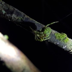 Cryptaranea atrihastula