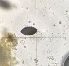 Podospora anserina