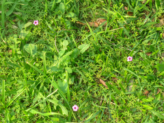 Oxalis bipartita
