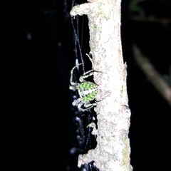 Cryptaranea atrihastula