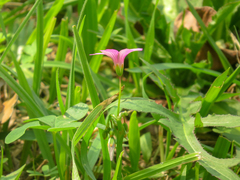 Oxalis bipartita