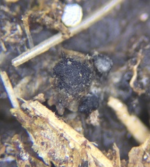 Podospora anserina