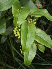 Smilax australis